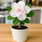 Adenium R107