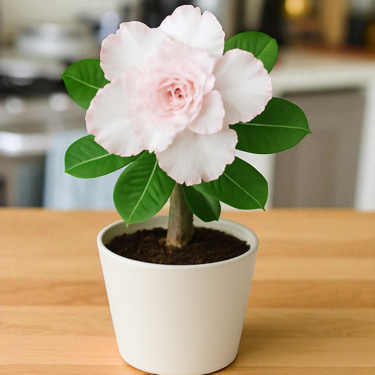 Adenium R107