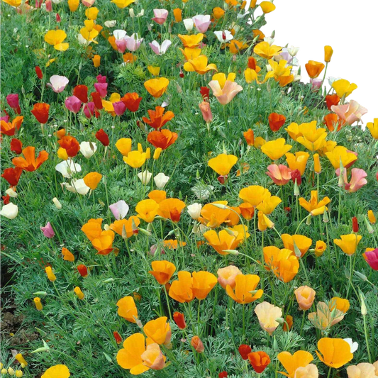 POPPY CALIFORNIA MIXED OPEN POLLINATED SEEDS (40 seeds)