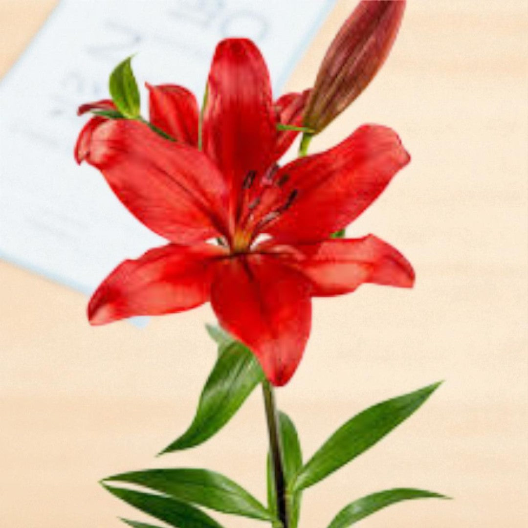 Asiatic Red Bulb