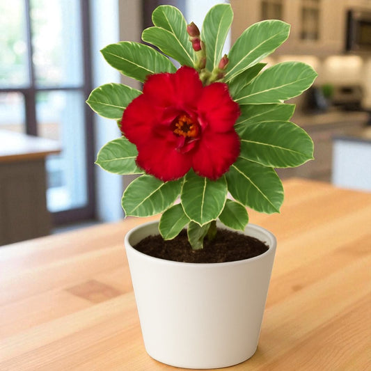 Adenium R106