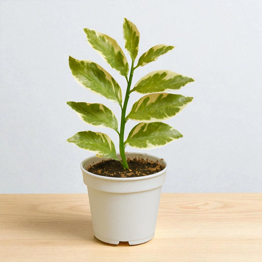 Euphorbia tithymaloides
