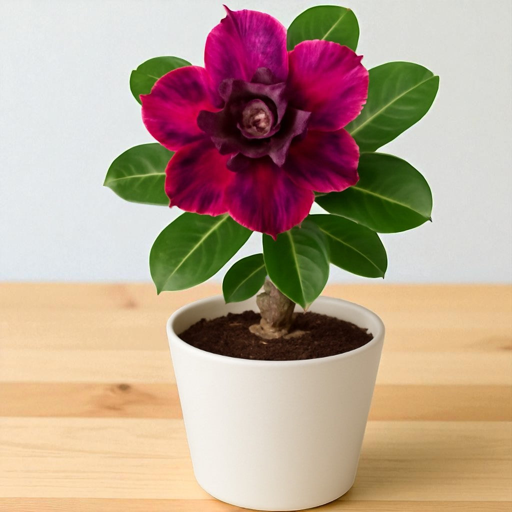 Adenium R110