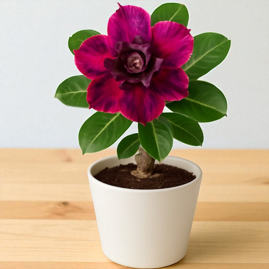 Adenium R110