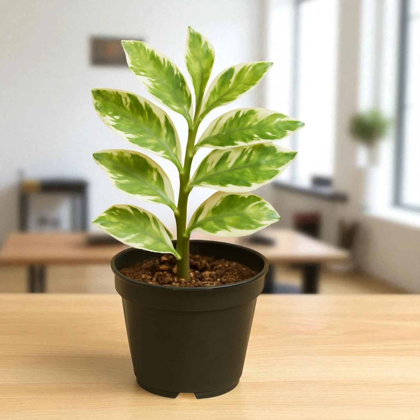Euphorbia tithymaloides