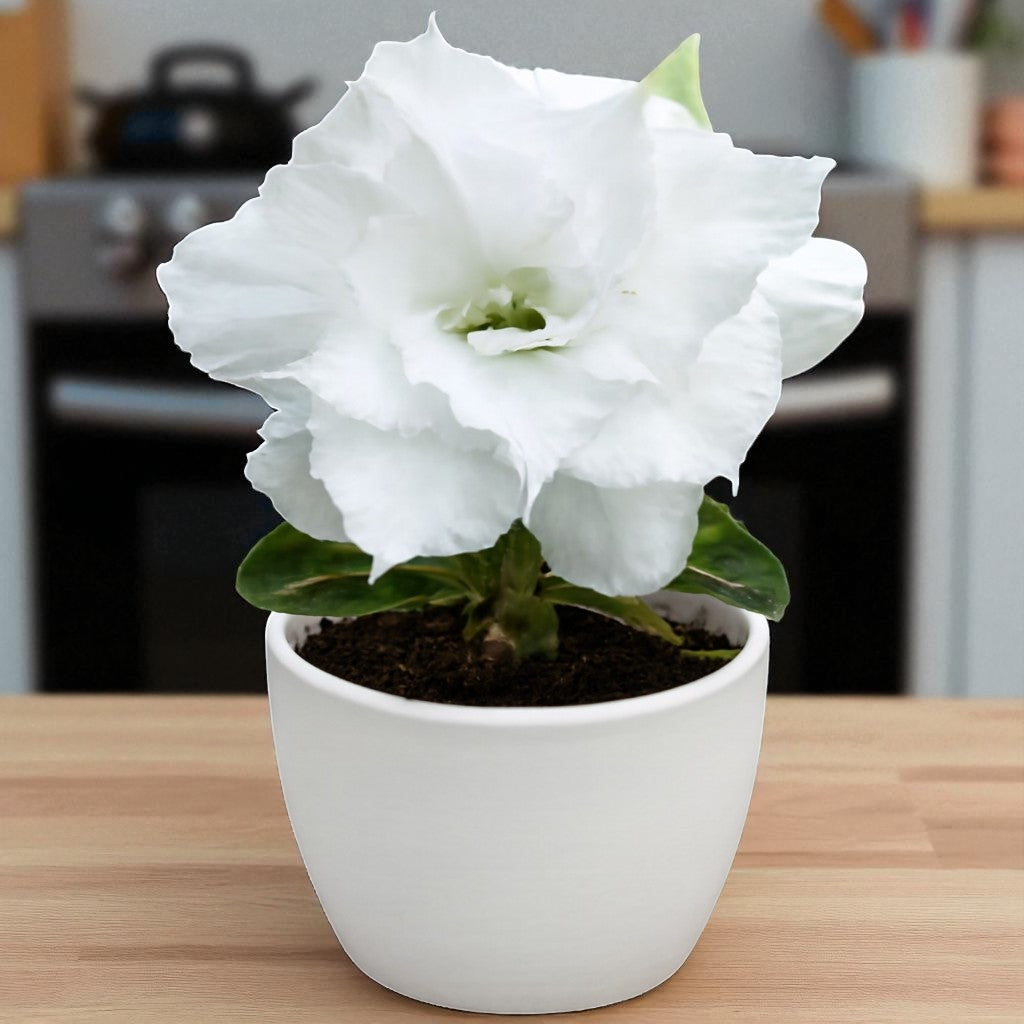 Adenium R111