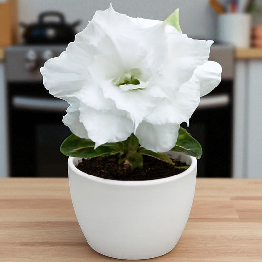 Adenium R111