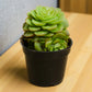 ECHIEVERIA GREEN 1 (BARE ROOTED)