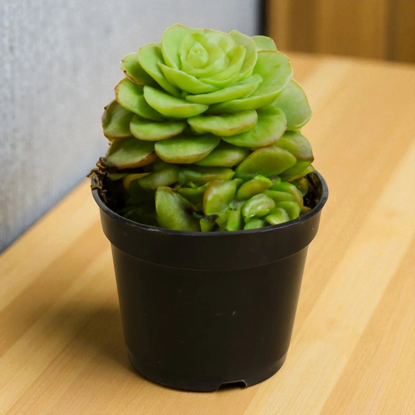 ECHIEVERIA GREEN 1 (BARE ROOTED)