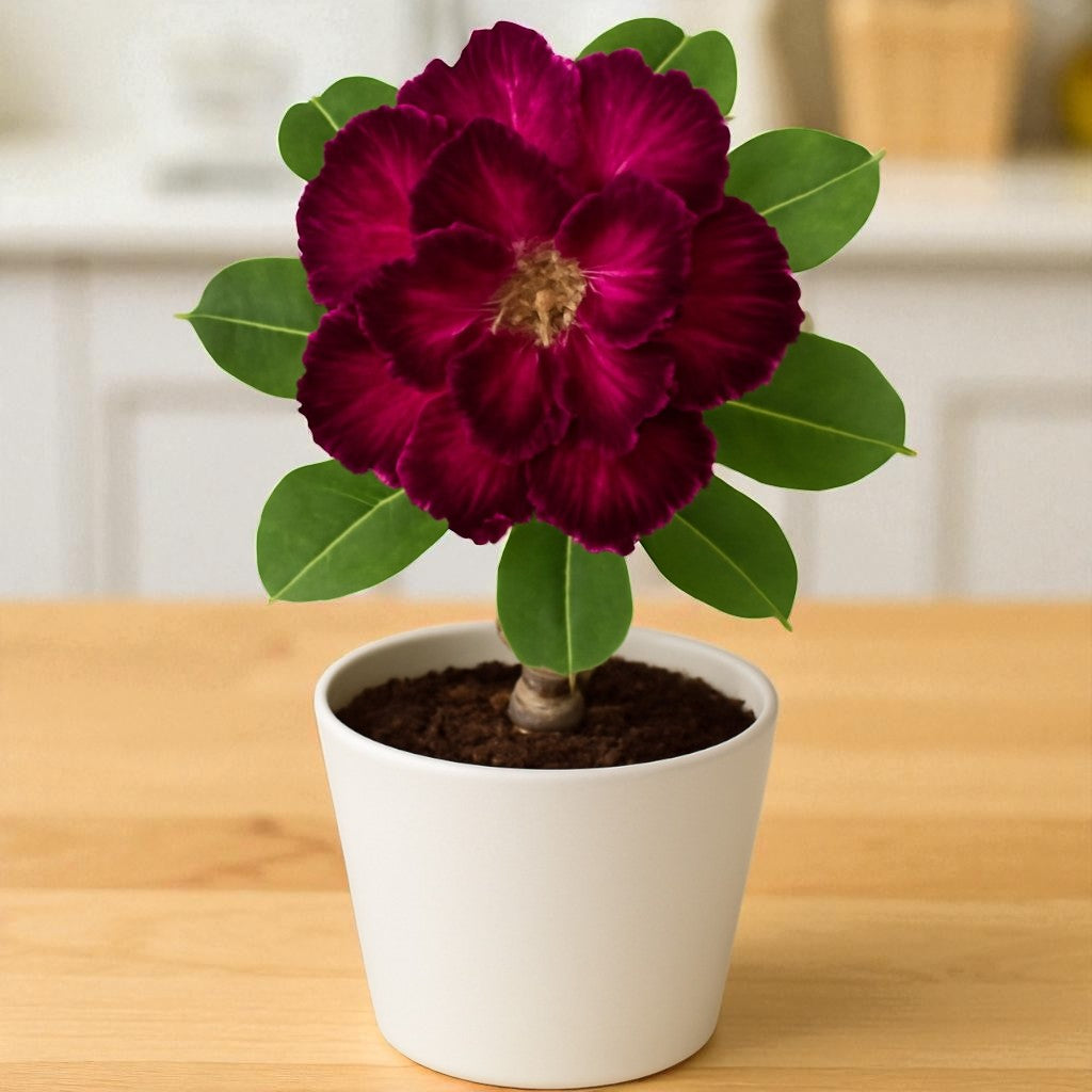 Adenium R112