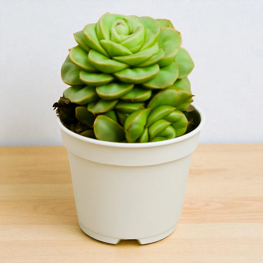 ECHIEVERIA GREEN 1 (BARE ROOTED)