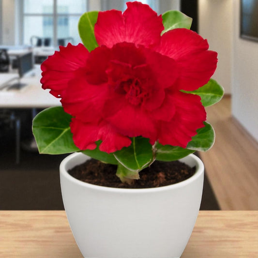 Adenium R114