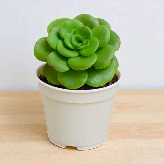 Echeveria 'Nuda Rolly'  (Bare Rooted)
