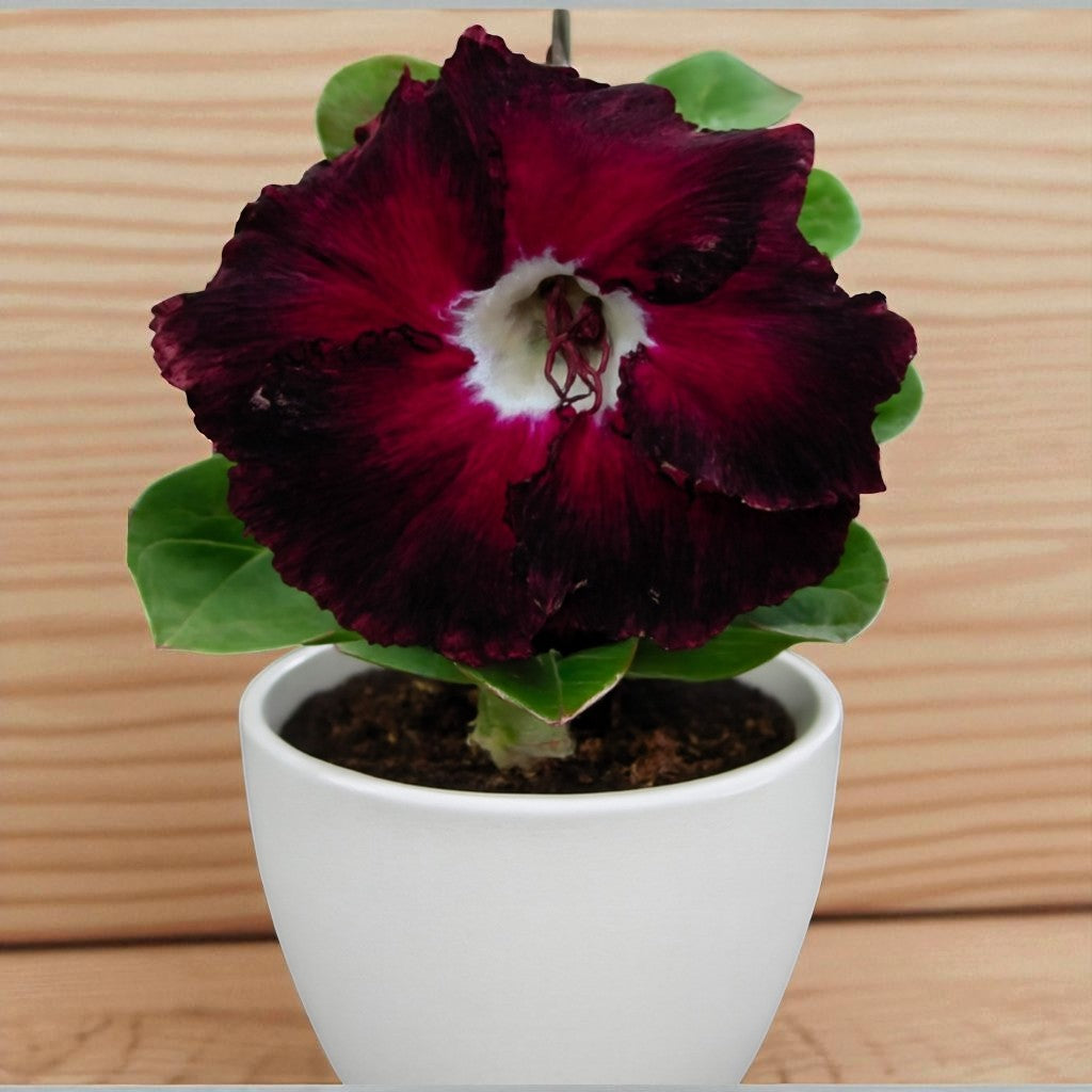 Adenium R116