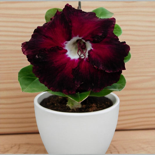 Adenium R116