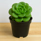 Echeveria 'Nuda Rolly'  (Bare Rooted)