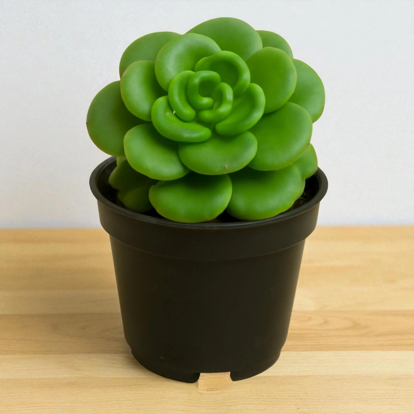 Echeveria 'Nuda Rolly'  (Bare Rooted)
