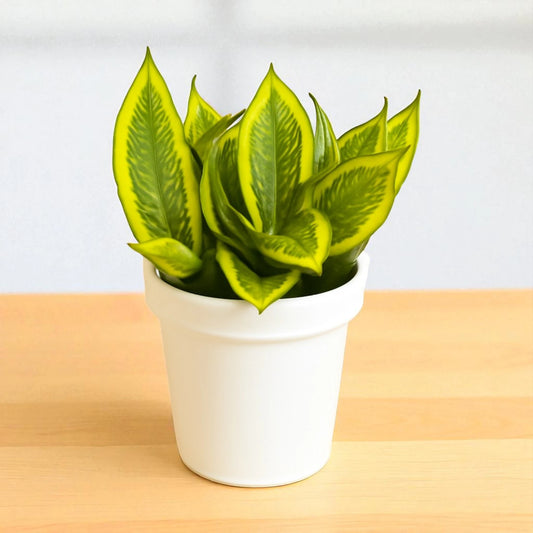 Golden Honey Snake Plant