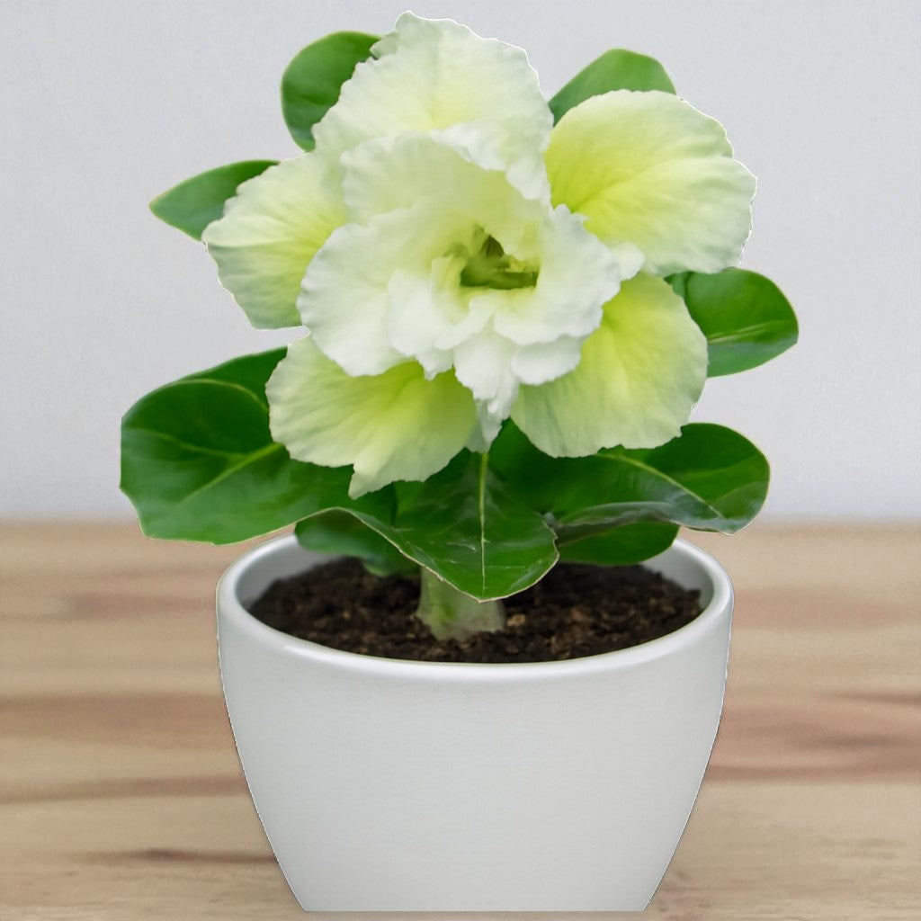 Adenium R118