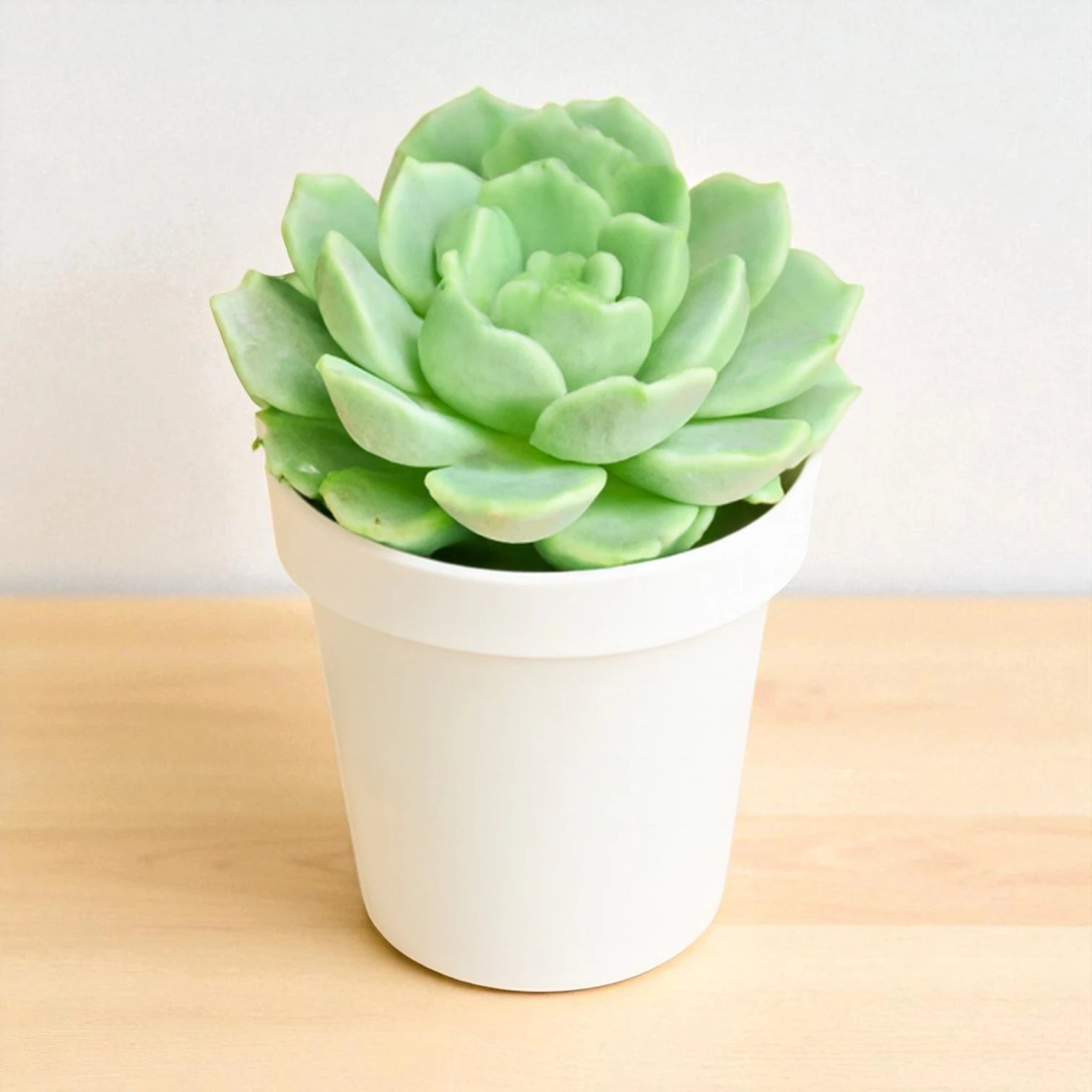 indoor succulent plants online Echeveria Holy Gate Indoor Succulent Plants Online – Plant Orbit