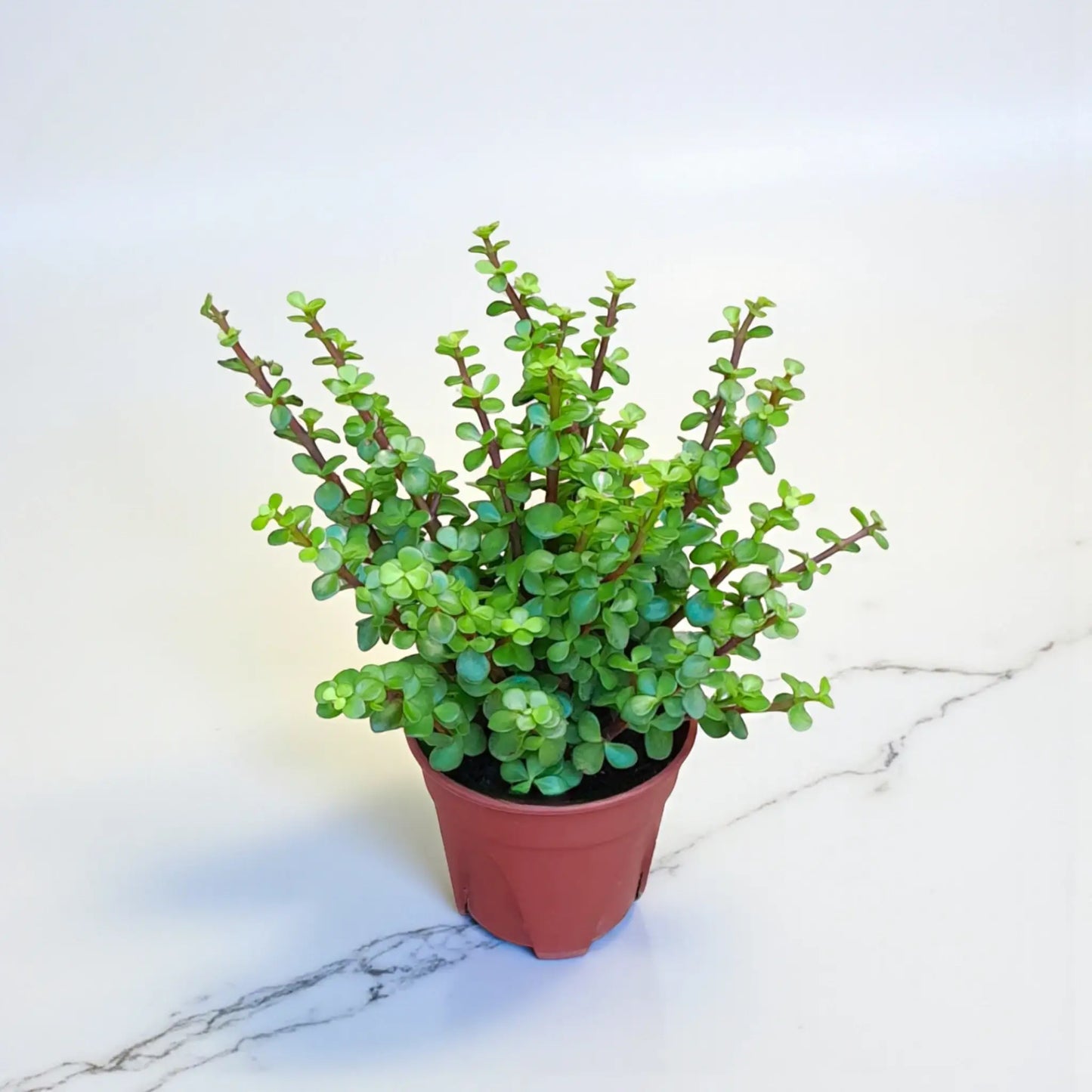 Green Mini Elephant Bush
