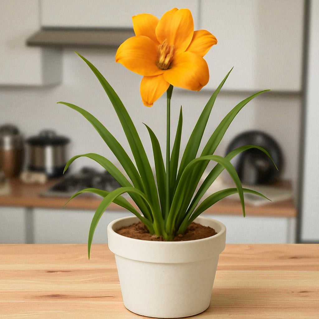 Day Lily / Achimenes Hemerocallis Bulb