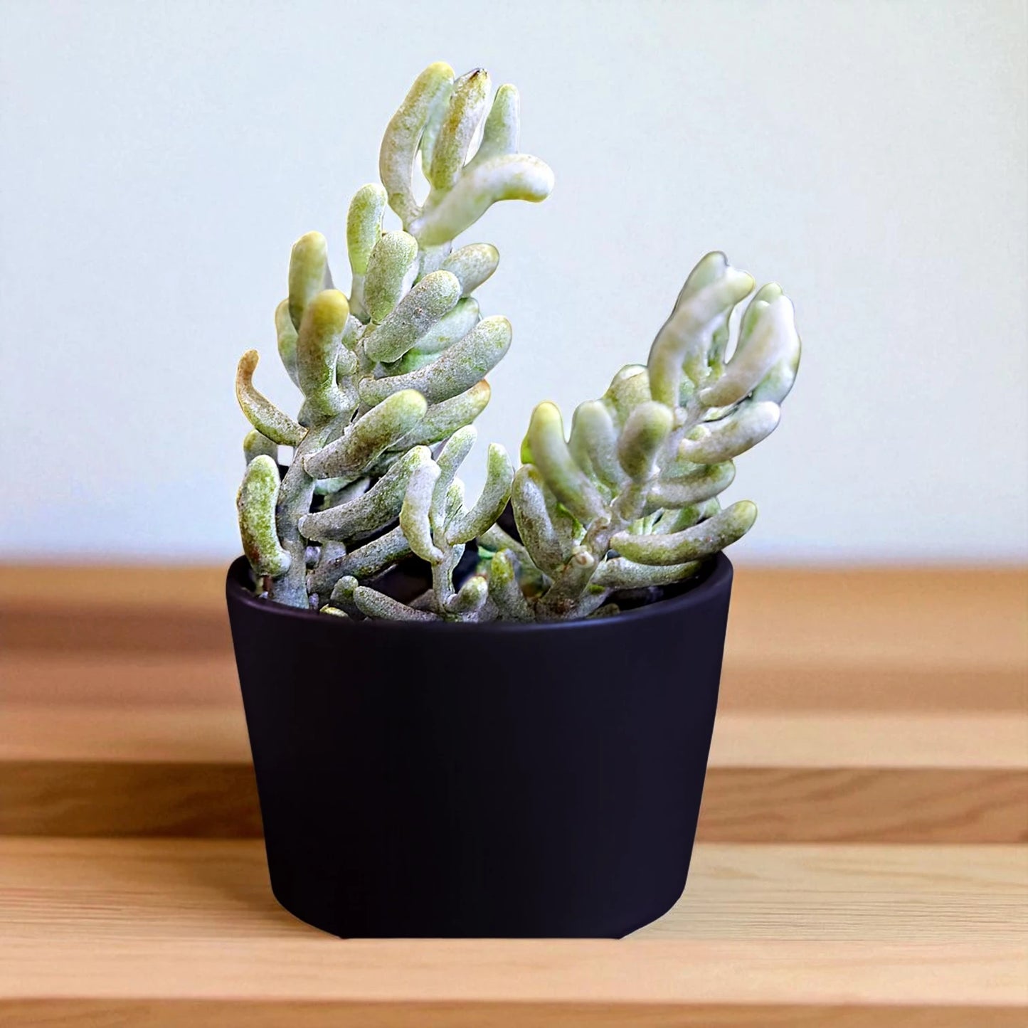 Sedum Allantoides