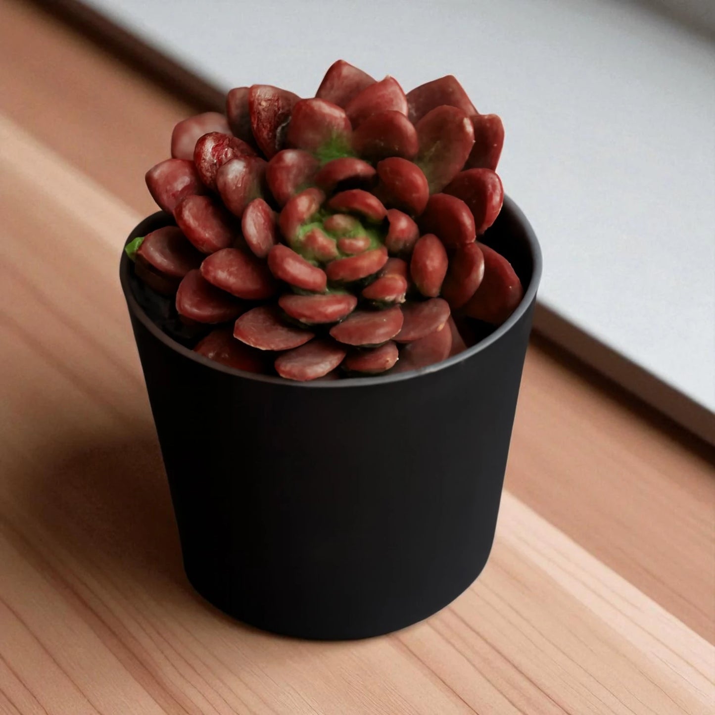 Graptoveria ‘Bashful’