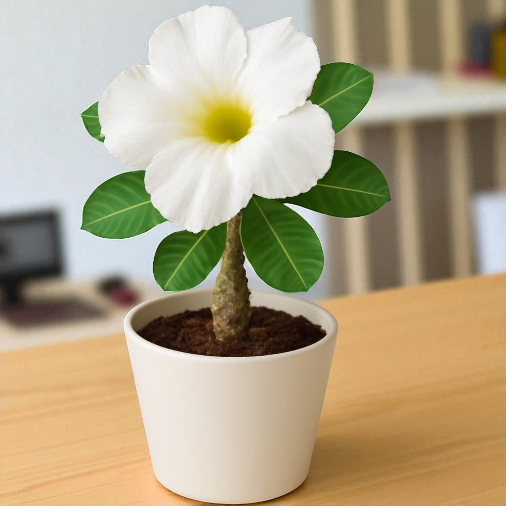 Adenium R119
