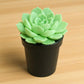Echeveria 'Holy Gate' (Bare Rooted)