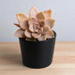 Echeveria 16