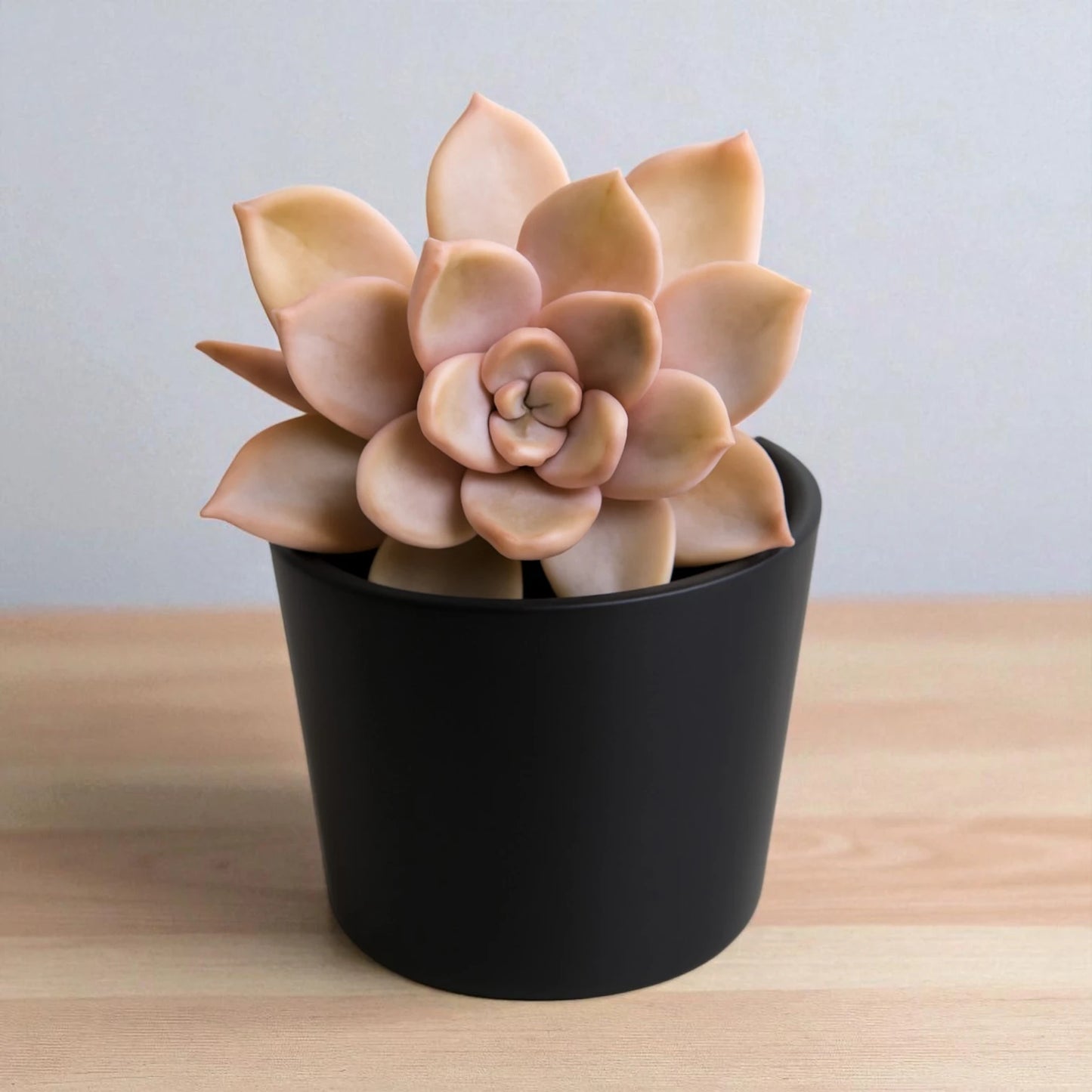 Echeveria 16
