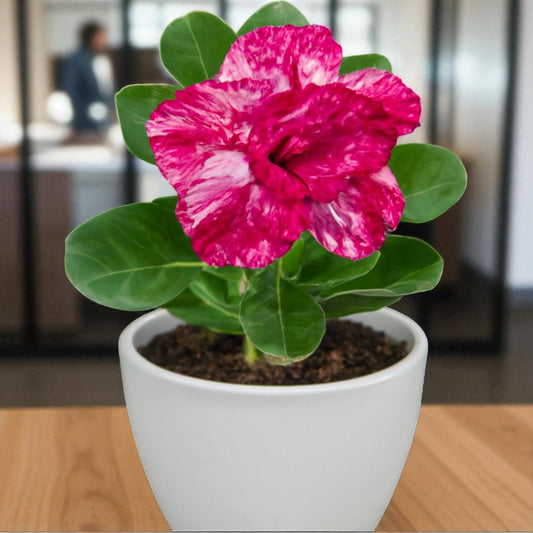 Adenium R121
