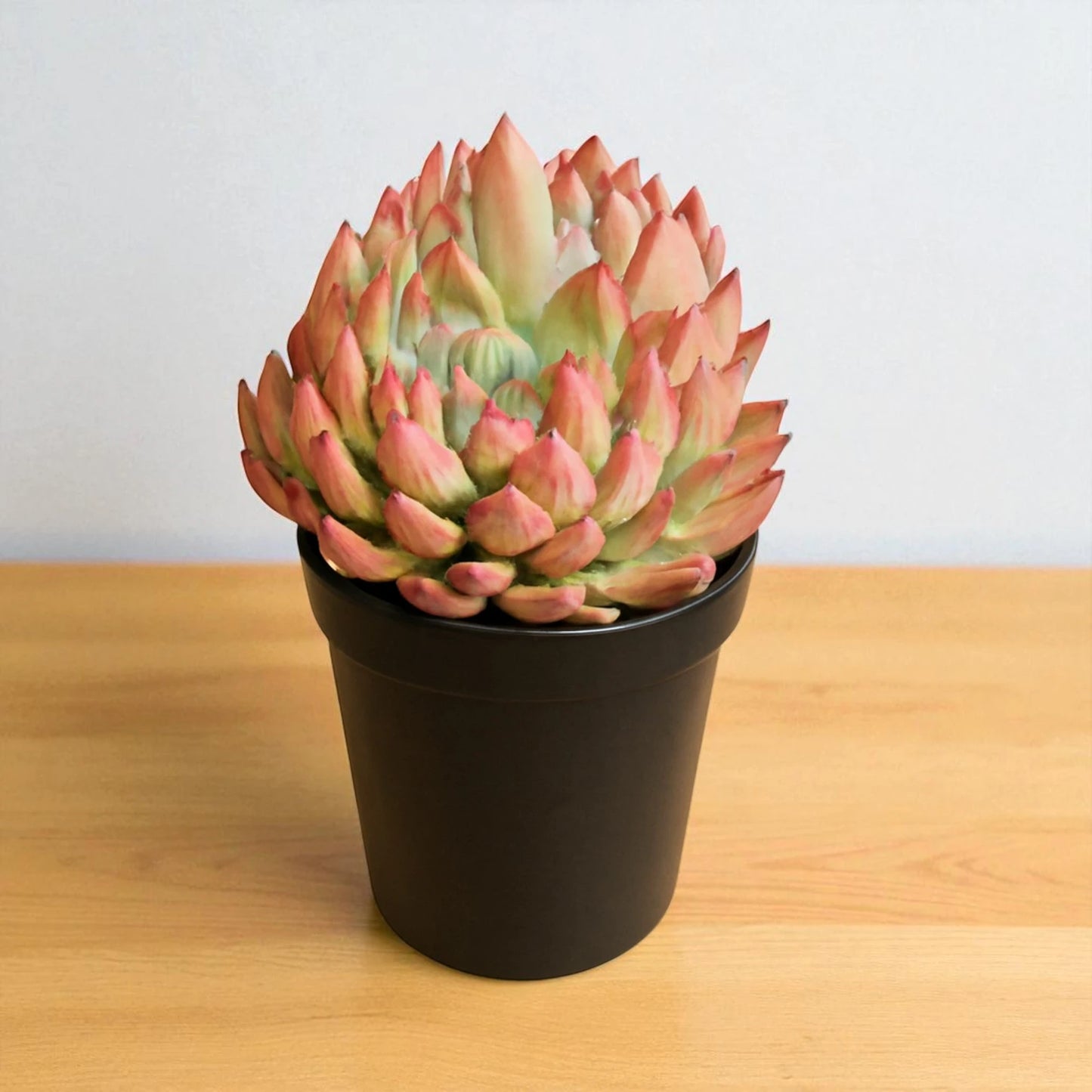 Echeveria  12