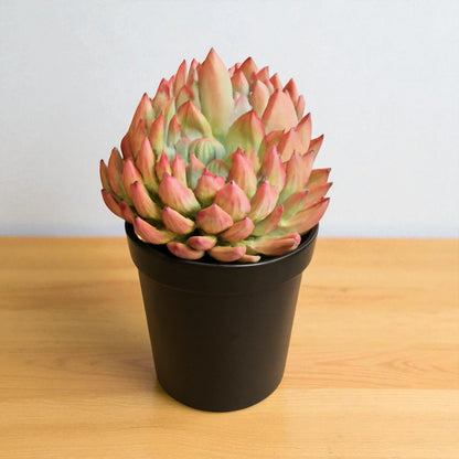 Echeveria  12