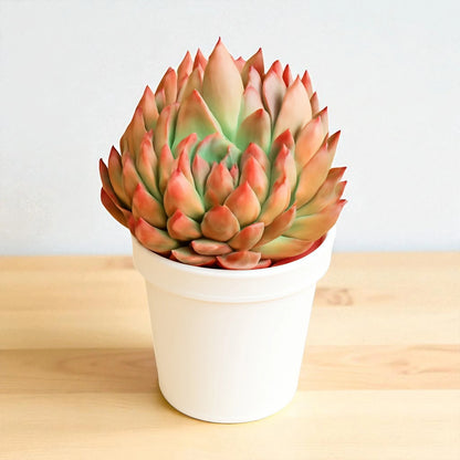 Echeveria  12