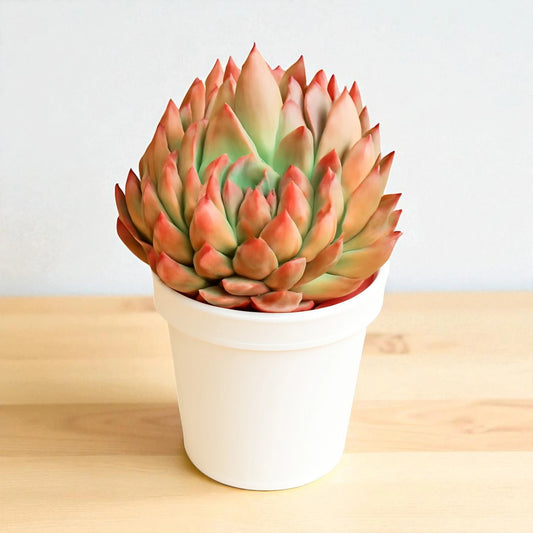 Echeveria  12