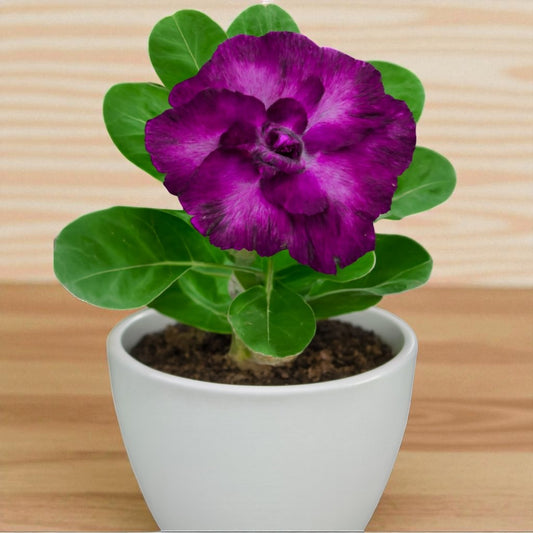 Adenium R122