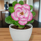 Adenium R124