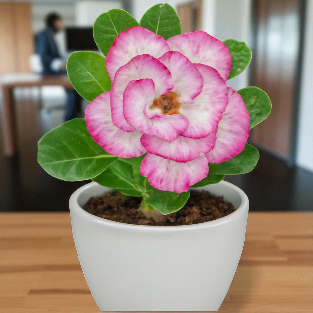 Adenium R124