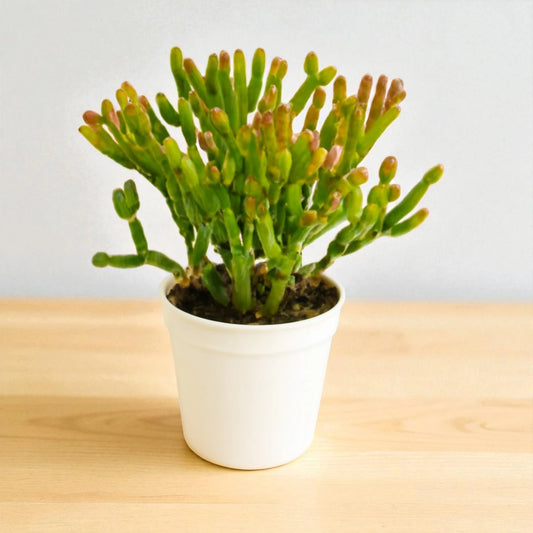 Euphorbia tirucalli ‘Sticks on Fire’ Firesticks, Red Pencil Tree (Bare Rooted)