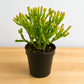 Euphorbia tirucalli ‘Sticks on Fire’ Firesticks, Red Pencil Tree (Bare Rooted)