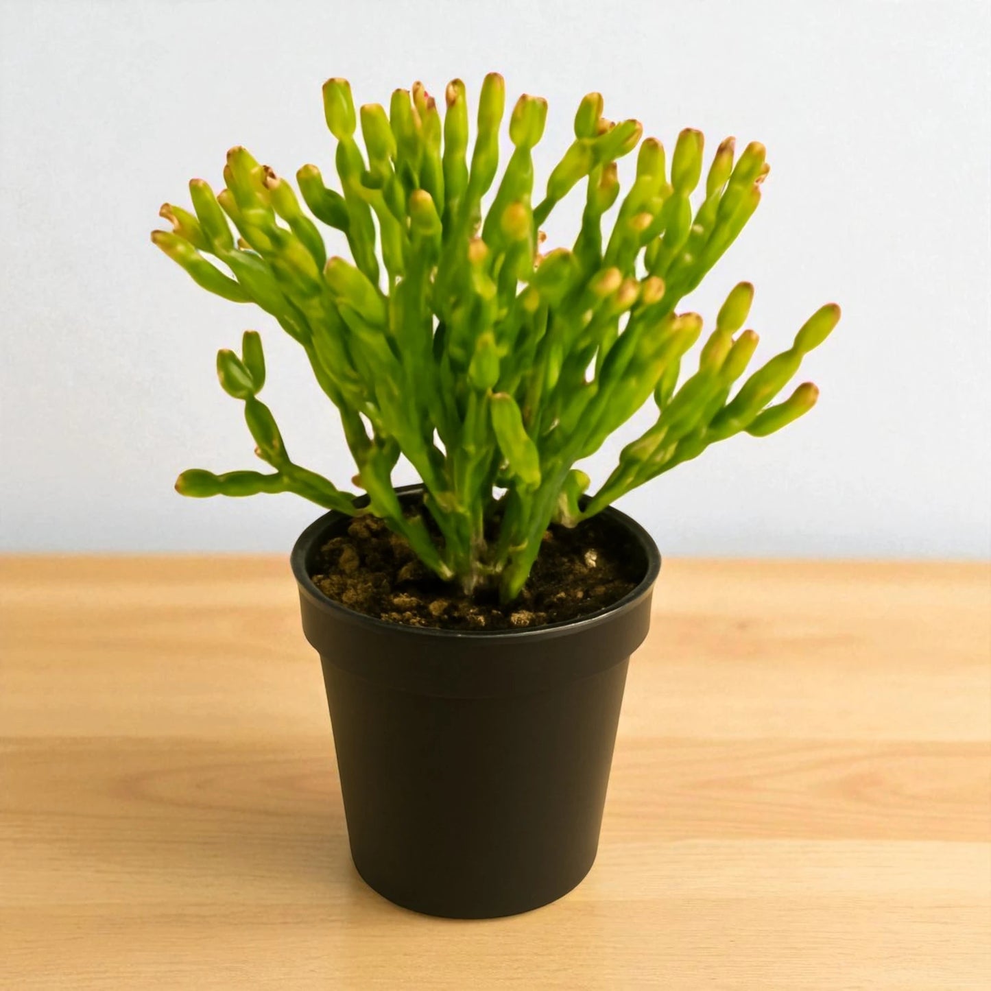 Euphorbia tirucalli ‘Sticks on Fire’ Firesticks, Red Pencil Tree (Bare Rooted)