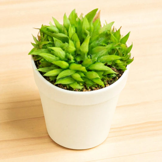 HAWORTHIA-MIRABILIS (BARE ROOTED)