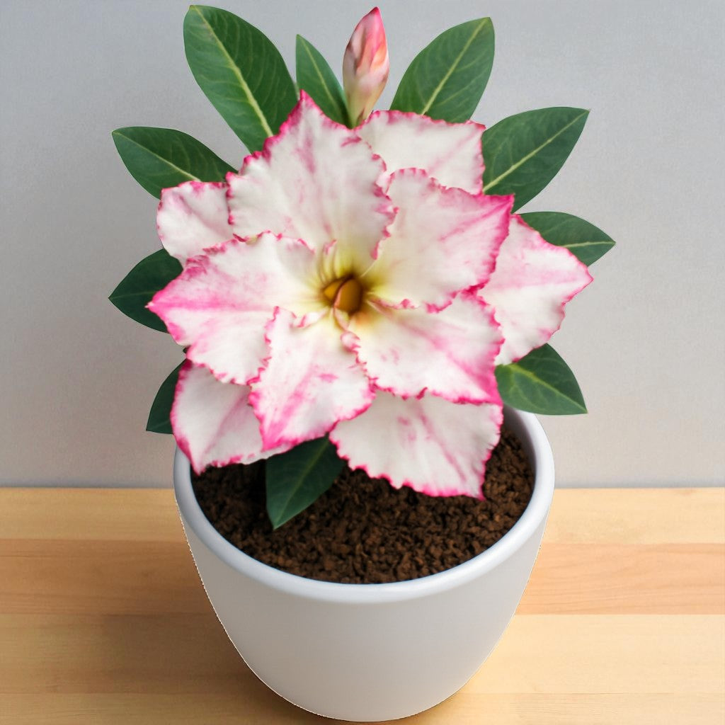 Player R130 Adenium R130 – Plant Orbit