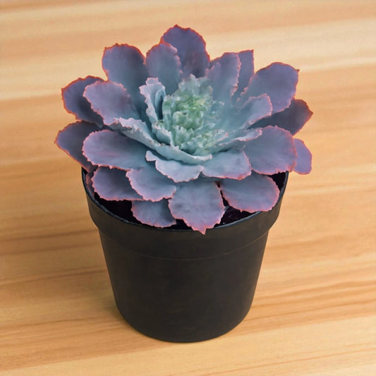 Echeveria Neon Brakers (Bare Rooted)