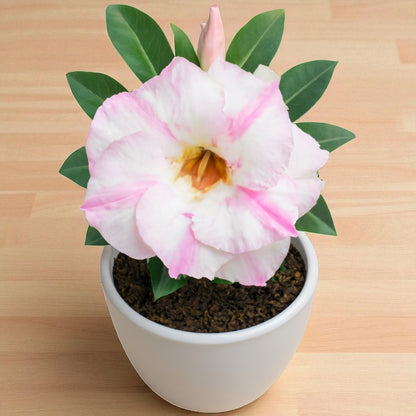 Adenium R132
