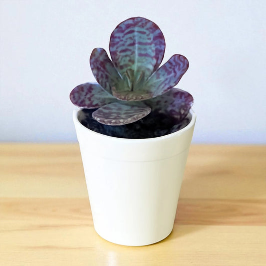 KALANCHOE HUMILIS (BARE ROOTED)