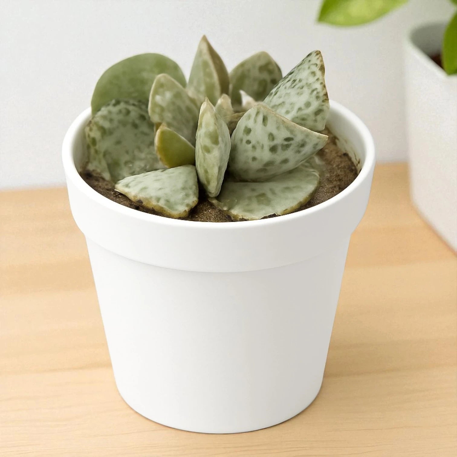 Adromischus Cooperi (Egg plant)