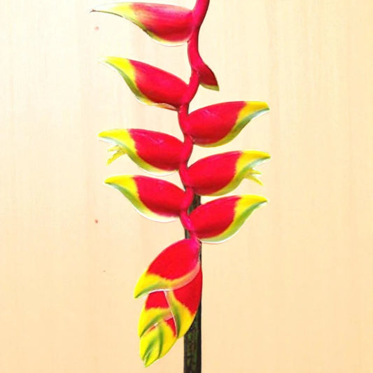 Helicoina Lily Bulb